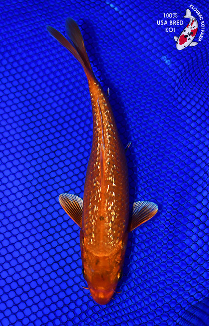 7" Gin Rin Orenji Ogon Koi #L4326(X50)