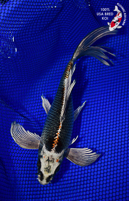 10" Kujaku Butterfly Koi #L4331(X50)