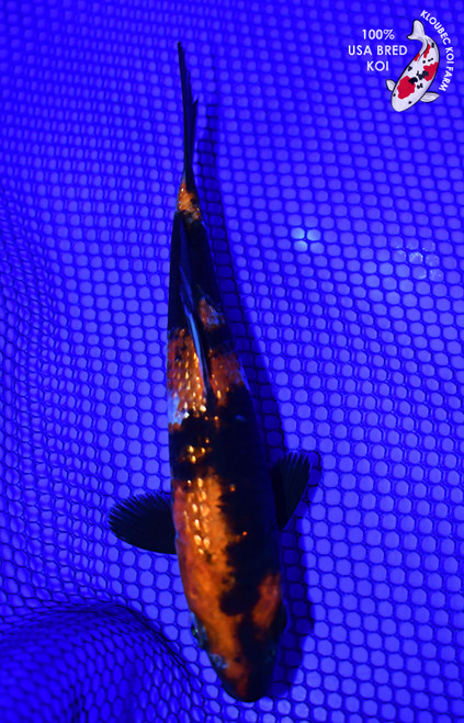 6.5" Gin Rin Showa Koi #L4347(X50)