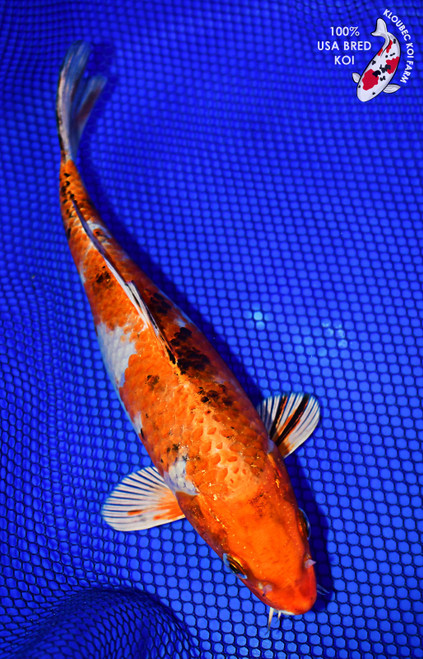 10" Yamato Nishiki Koi #L4354(X50)