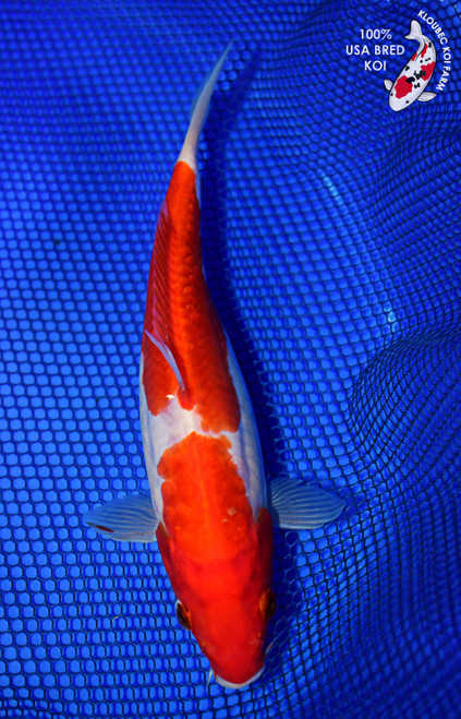 8.5" Kohaku Koi #L4406(X19)
