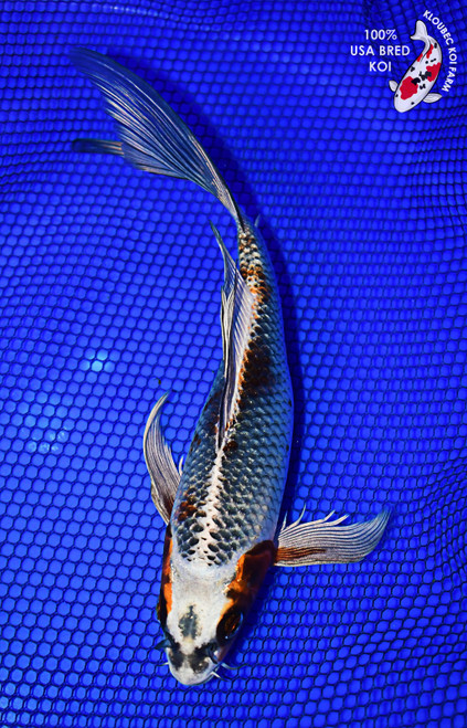 9" Kujaku Butterfly Koi #L4422(X4)