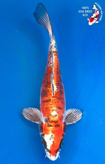 10" Beni Kikokuryu Koi #K11718(X5)  