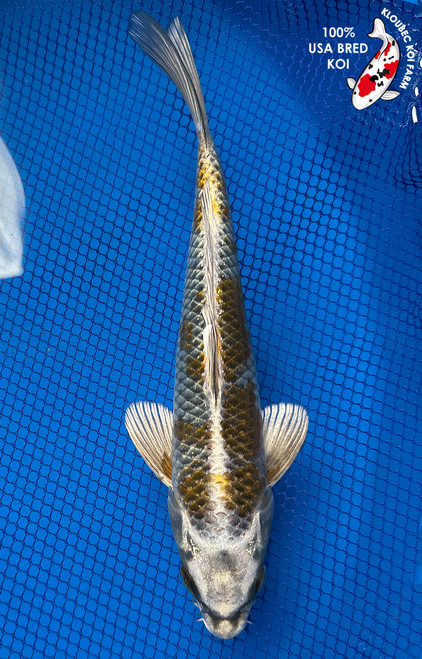 9" "Metallic" Ochiba Koi #J72417(X41)