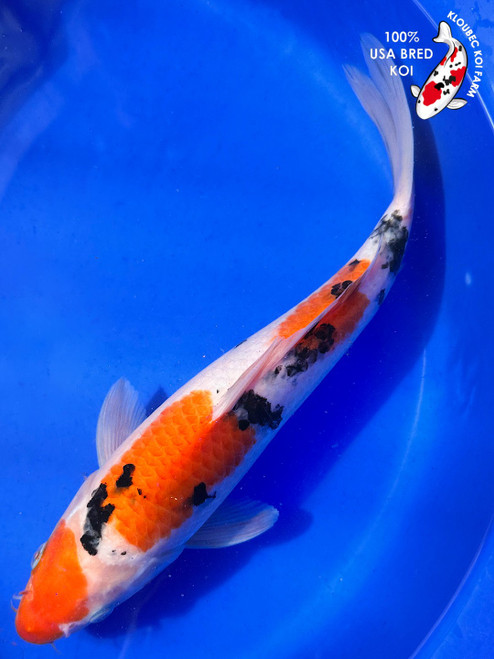 12" Sanke Koi #K1077(X48)
