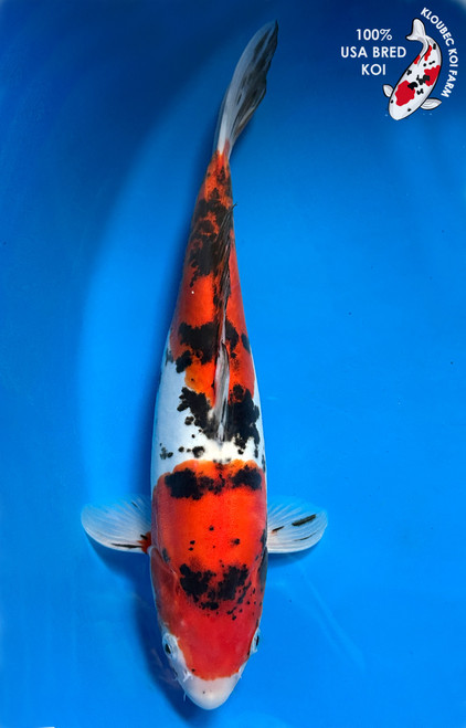 12.5" Doitsu Sanke Koi #J2111(P3)
