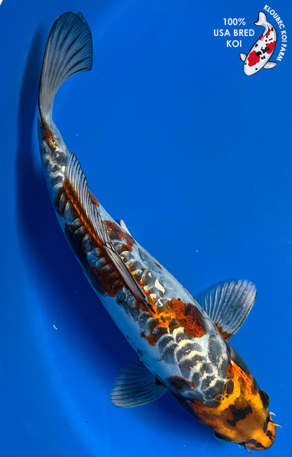 12.5" Doitsu Koi #J2116(P6)