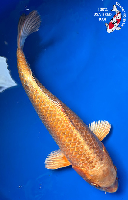 15.5" "Creamsicle" Ogon Koi #J21110(S2)