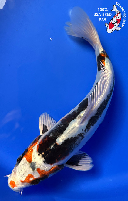 9" Beni Kikokuryu Koi #J21113(P5)