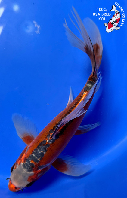 8" Shusui Butterfly Koi #J21115(P7)