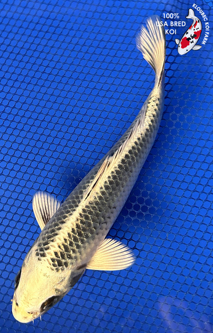 7.5" Gin Matsuba Koi #J121118(P7)