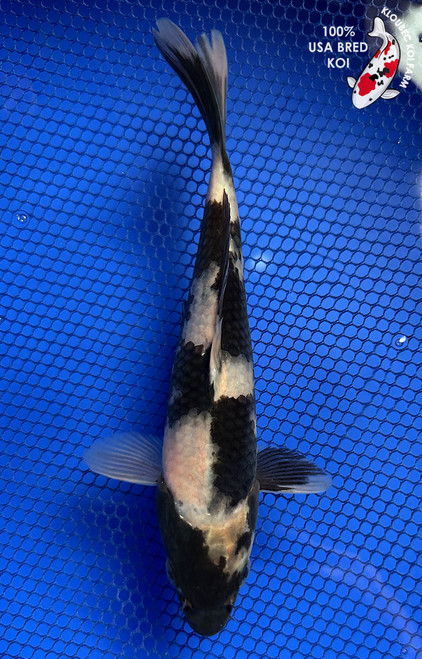 8" Shiro Utsuri Koi #J21119(P7)