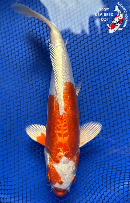 8" Doitsu Hariwake Koi #J21121(P7)