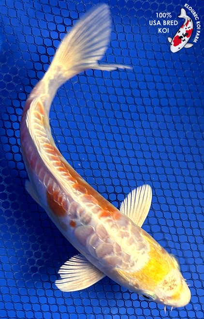 7.5" Doitsu Yamabuki Hariwake Koi #J21123(P7)