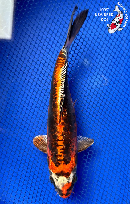 7.5" Beni Kikokuryu Koi #J21126(P7)