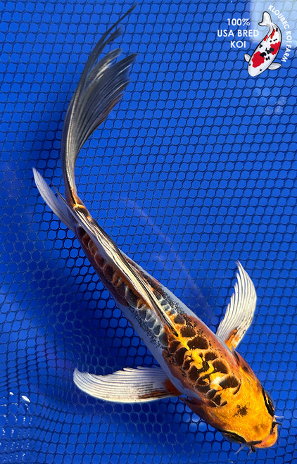 8" Beni Kikokuryu Butterfly Koi #J21133(P2)