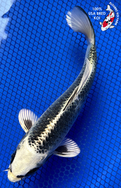 7" Gin Matsuba Koi #J21135(P2)