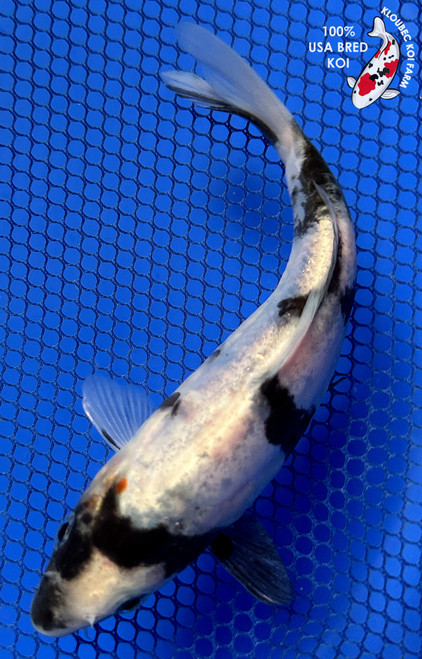 6" Doitsu Shiro Bekko Koi #J21137(P2)