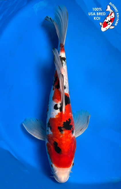 15.5" Doitsu Sanke Butterfly Koi #J1109(S1)