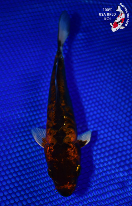 7.5" Doitsu Koi #L4457(P1)