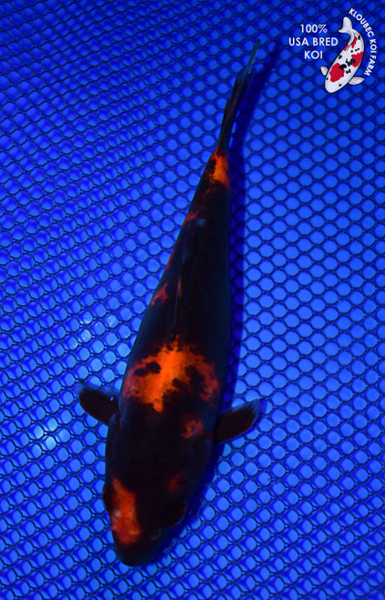 5" Doitsu Hi Utsuri Koi #L4464(P1)