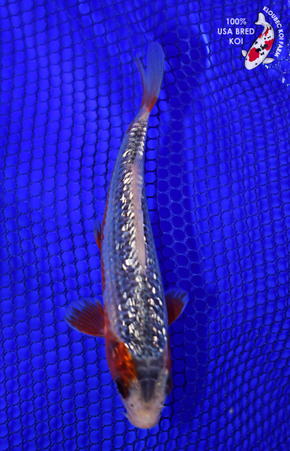 5" Gin Rin Asagi Koi #L4471(H3)