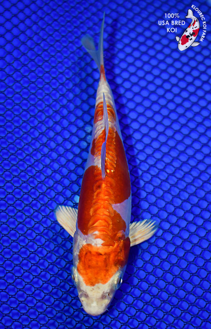 5" Doitsu Hariwake Koi #L4474(H3)