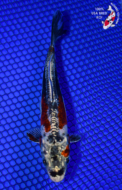 5" Beni Kikokuryu Koi #L4488(H4)