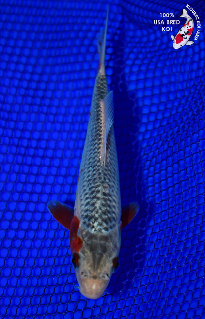 5" Asagi Koi #L4489(H4)