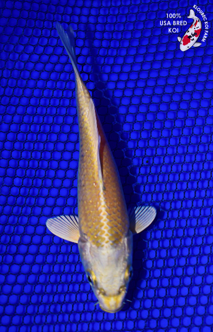5" Yamabuki Ogon Koi #L4492(H4)