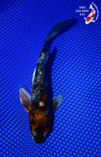 7" Butterfly Koi #L4505(H5)