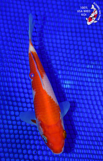 5" Kohaku Koi #L4518(H5)