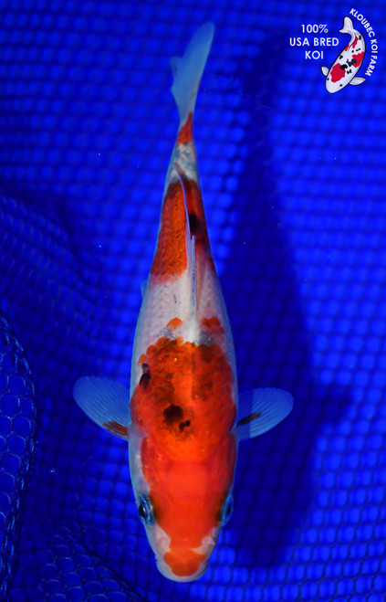 5" Sanke Koi #L4526(H5)