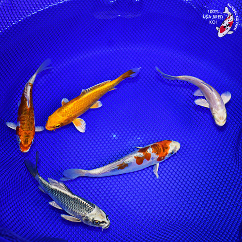 (5) 5-6" Pond Pack Koi #L4535(H6)