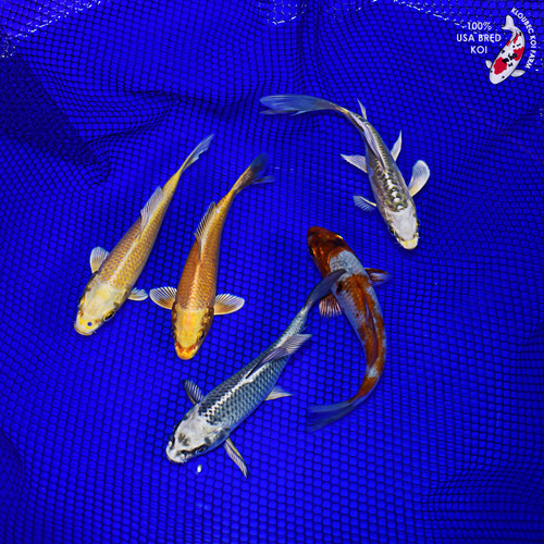 (5) 5-6" Pond Pack Koi #L4549(H9)