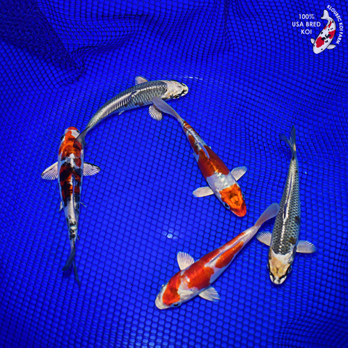 (5) 5-6" Pond Pack Koi #L4567(G6)