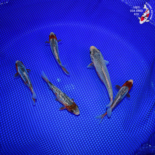 (5) 5-6" Asagi Pond Pack Koi #L4571(G8)