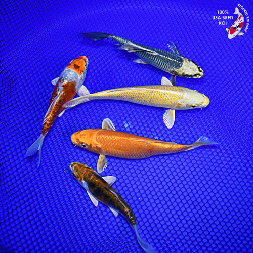 (5) 4-6" Pond Pack Koi #L4584(G10)