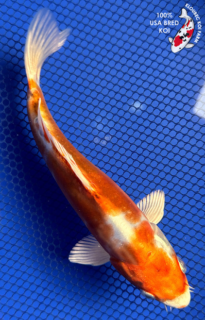 Koi Fish for Sale | Japanese Koi Varieties Online | Kloubec Koi