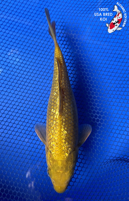 7.5" Gin Rin Chagoi Koi #J21143(P2)