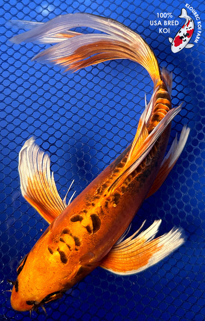 8.5" Doitsu Butterfly Koi #J21146(P2)