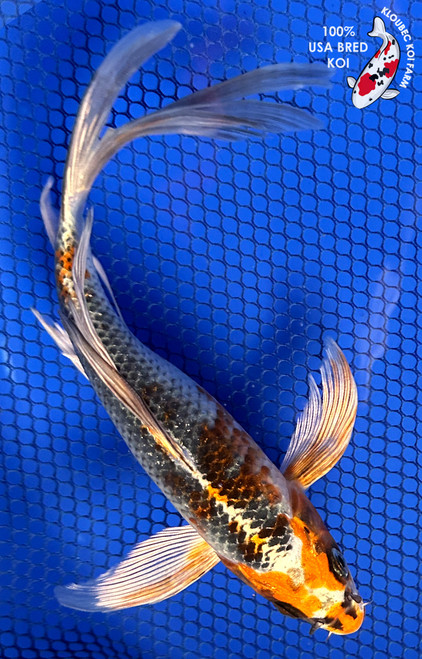 7.5" Kujaku Butterfly Koi #J21149(P2)