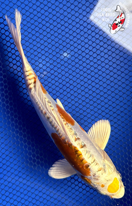 8" Doitsu Yamabuki Hariwake Koi #J21151(P2)