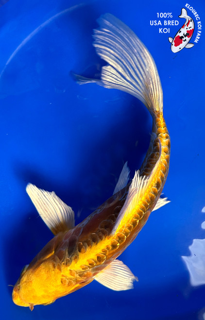 11" Doitsu Butterfly Koi #J2231(X6)