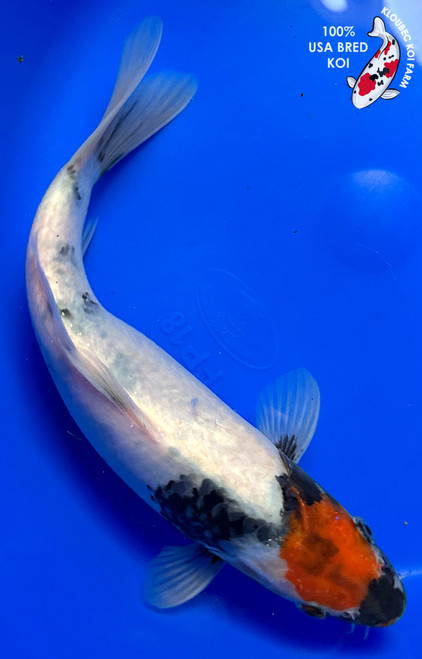 10" Tancho Showa Koi #J2232(X6)