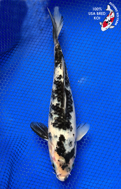Shop Koi Varieties | Find Japanese Koi by Type | Kloubec Koi Farm
