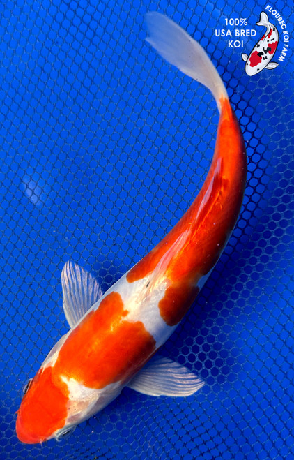 9" Doitsu Kohaku Koi #J2239(X6)