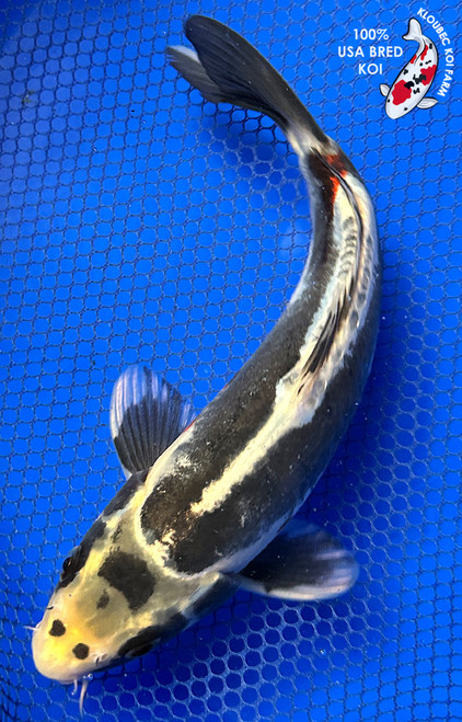Koi Fish for Sale | Japanese Koi Varieties Online | Kloubec Koi