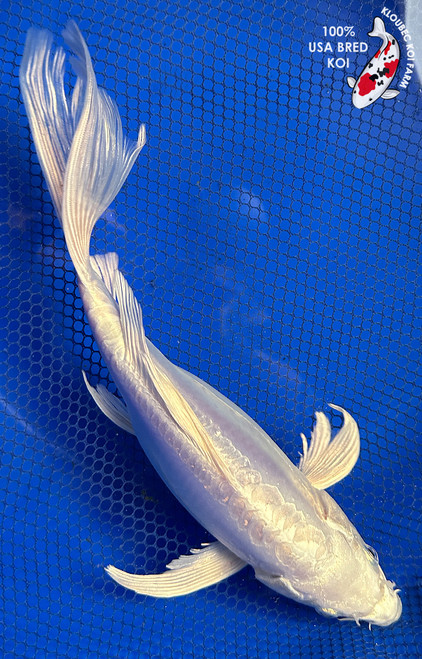 10" Doitsu Platinum Ogon Butterfly Koi #J22312(X13)