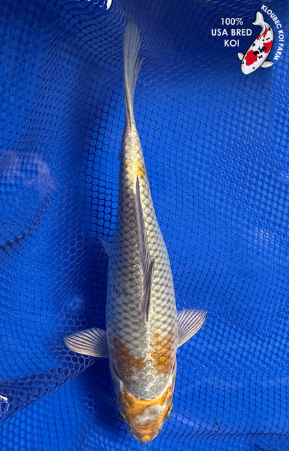 Shop Koi Varieties | Find Japanese Koi by Type | Kloubec Koi Farm